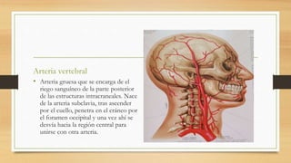 Arteria vertebral
• Arteria gruesa que se encarga de el
riego sanguíneo de la parte posterior
de las estructuras intracraneales. Nace
de la arteria subclavia, tras ascender
por el cuello, penetra en el cráneo por
el foramen occipital y una vez ahí se
desvía hacia la región central para
unirse con otra arteria.
 