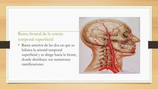 Rama frontal de la arteria
temporal superficial
• Rama anterior de las dos en que se
bifurca la arterial temporal
superficial y se dirige hacia la frente,
donde distribuye sus numerosas
ramificaciones
 
