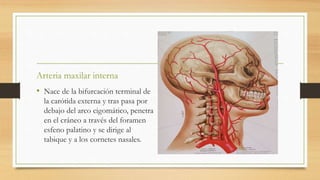Arteria maxilar interna
• Nace de la bifurcación terminal de
la carótida externa y tras pasa por
debajo del arco cigomático, penetra
en el cráneo a través del foramen
esfeno palatino y se dirige al
tabique y a los cornetes nasales.
 
