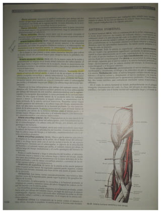 Arterias antebrazo
