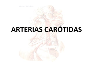 ARTERIAS CARÓTIDAS

 