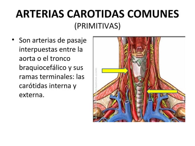 Arterias carótidas comunes PPT