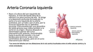 Arteria Coronaria Izquierda
• Nace a la altura del son izquierdo de
Valsalva, al nivel del borde libre de la
válvula o un poco encima de ella. Se dirige
a la depresión profunda formada por la
aorta y la cara izquierda de la arteria
pulmonar, por un lado y por el otro, por la
aurícula izquierda con su apéndice
auricular. Está envuelta por una atmosfera
de tejido grasoso que rodea también a la
aorta en su origen. Alcanza después la
extremidad superior del surco
interventricular anterior, recorriéndolo
hasta la punta del corazón, a la cual
bordea para terminar a dos o tres
centímetros de la punta, pero en el surco
interventricular inferior.
*Los senos de Valsalva son tres dilataciones de la raíz aortica localizados entre el anillo valvular aórtico y la
cresta sinotubular.
 