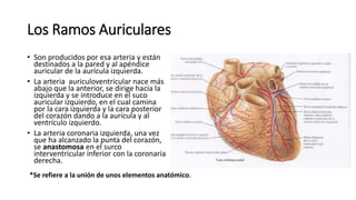 Los Ramos Auriculares
• Son producidos por esa arteria y están
destinados a la pared y al apéndice
auricular de la aurícula izquierda.
• La arteria auriculoventricular nace más
abajo que la anterior, se dirige hacia la
izquierda y se introduce en el suco
auricular izquierdo, en el cual camina
por la cara izquierda y la cara posterior
del corazón dando a la aurícula y al
ventrículo izquierdo.
• La arteria coronaria izquierda, una vez
que ha alcanzado la punta del corazón,
se anastomosa en el surco
interventricular inferior con la coronaria
derecha.
*Se refiere a la unión de unos elementos anatómico.
 