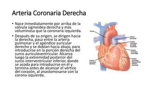 Arteria Coronaria Derecha
• Nace inmediatamente por arriba de la
válvula sigmoidea derecha y más
voluminosa que la coronaria izquierda.
• Después de su origen, se dirigen hacia
la derecha, pasa entre la arteria
pulmonar y el apéndice auricular
derecho y se doblan hacia abajo, para
introducirse en la porción derecha del
surco auriculoventricular. Alcanza
luego la extremidad posterior del
surco interventricular inferior, donde
se acoda para introducirse en él y
termina antes de alcanzar el vértice
del corazón, al anastomosarse con la
corona izquierda.
 