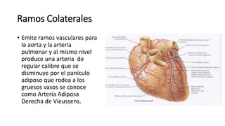 Ramos Colaterales
• Emite ramos vasculares para
la aorta y la arteria
pulmonar y al mismo nivel
produce una arteria de
regular calibre que se
disminuye por el panículo
adiposo que rodea a los
gruesos vasos se conoce
como Arteria Adiposa
Derecha de Vieussens.
 