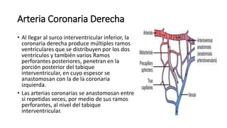 Arteria Coronaria Derecha
• Al llegar al surco interventricular inferior, la
coronaria derecha produce múltiples ramos
ventriculares que se distribuyen por los dos
ventrículos y también varios Ramos
perforantes posteriores, penetran en la
porción posterior del tabique
interventricular, en cuyo espesor se
anastomosan con la de la coronaria
izquierda.
• Las arterias coronarias se anastomosan entre
si repetidas veces, por medio de sus ramos
perforantes, al nivel del tabique
interventricular.
 