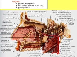 4to grupo: A. palatina descendente A. del conducto pterigoideo (vidiana) A. pterigopalatina 
