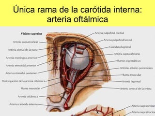 Única rama de la carótida interna: arteria oftálmica 