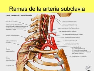 Ramas de la arteria subclavia 