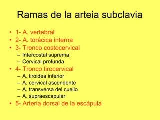 1- A. vertebral 2- A. torácica interna 3- Tronco costocervical Intercostal suprema Cervical profunda 4- Tronco tirocervical A. tiroidea inferior A. cervical ascendente A. transversa del cuello A. supraescapular 5- Arteria dorsal de la escápula Ramas de la arteia subclavia 