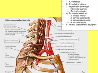 1- A. vertebral 2- A. torácica interna 3- Tronco costocervical Intercostal suprema Cervical profunda 4- Tronco tirocervical A. tiroidea inferior A. cervical ascendente A. transversa del cuello A. supraescapular 5- Arteria dorsal de la escápula 