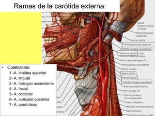 Colaterales: 1 -A. tiroidea superior 2- A. lingual 3- A. faríngea ascendente 4- A. facial 5- A. occipital 6- A. auricular posterior 7- A. parotídeas Ramas de la carótida externa: 