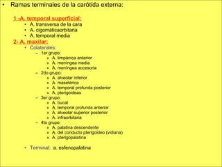 Ramas terminales de la carótida externa: 1 -A. temporal superficial: A. transversa de la cara A. cigomáticaorbitaria A. temporal media 2- A. maxilar: Colaterales: 1er grupo: A. timpánica anterior A. meníngea media A. meníngea accesoria 2do grupo: A. alveolar inferior A. masetérica A. temporal profunda posterior A. pterigoideas 3er grupo: A. bucal A. temporal profunda anterior A. alveolar superior posterior A. infraorbitaria 4to grupo: A. palatina descendente A. del conducto pterigoideo (vidiana) A. pterigopalatina Terminal:   a. esfenopalatina 