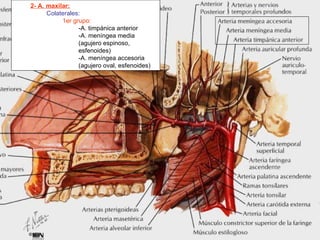 2- A. maxilar: Colaterales: 1er grupo: -A. timpánica anterior -A. meníngea media (agujero espinoso, esfenoides) -A. meníngea accesoria (agujero oval, esfenoides) 