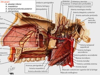 2do grupo: A. alveolar inferior A. masetérica A. temporal profunda posterior A. pterigoideas 