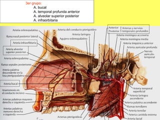 3er grupo: A. bucal A. temporal profunda anterior A. alveolar superior posterior A. infraorbitaria 