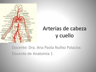 Arterias de cabeza
y cuello
Docente: Dra. Ana Paola Nuñez Palacios
Docente de Anatomia 1
 