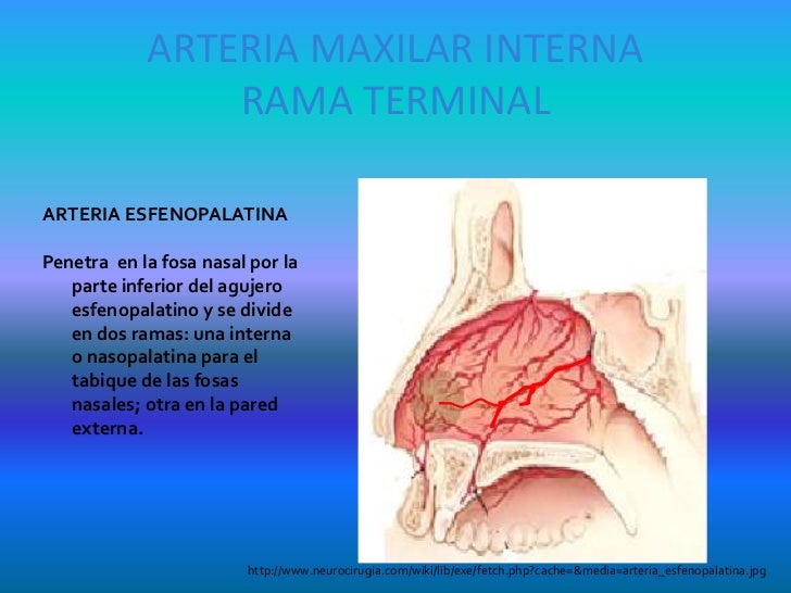 Duele los riñones y entre el perol