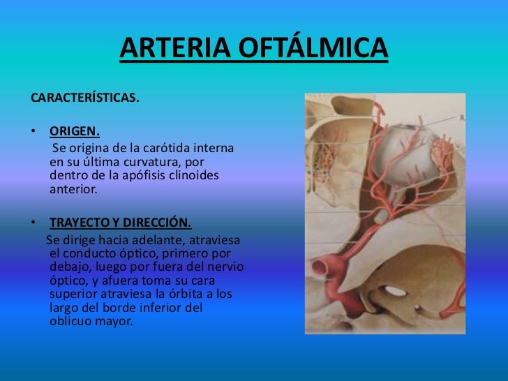 Arterias de la Cabeza Y Cuello