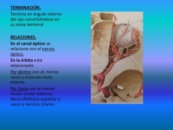 Arterias de la Cabeza Y Cuello