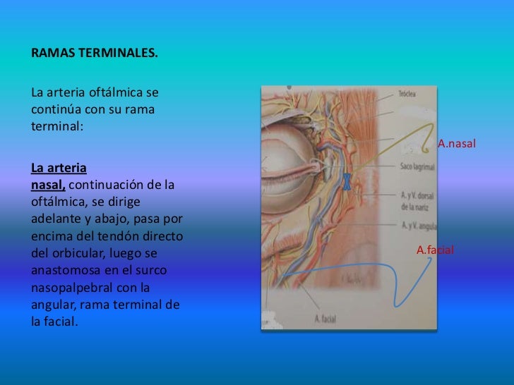 Arterias de la Cabeza Y Cuello