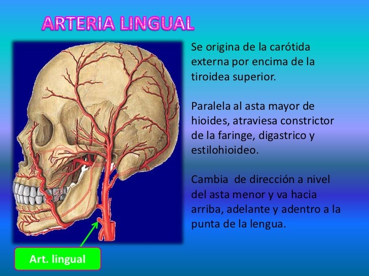 Arterias de cuello y cabeza