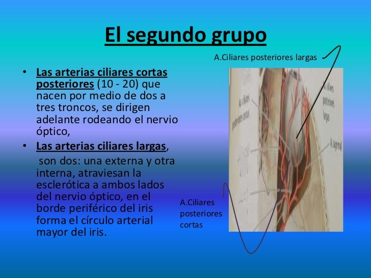 Arterias de cuello y cabeza