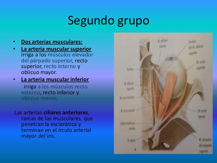 Arterias de cuello y cabeza