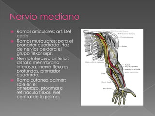 






Ramos articulares: art. Del
codo
Ramos musculares: para el
pronador cuadrado. Haz
de nervios perdora el
grupo flexor supr.
Nervio interoseo anterior:
distal a menmbrana
interosea, inerva flexores
profundos, pronador
cuadrado.
Ramo cutaneo palmar:
sale en el
antebrazo, proximal a
retinaculo flexor. Piel
central de la palma.

 
