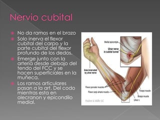 No da ramos en el brazo
Solo inerva el flexor
cubital del carpo y la
parte cubital del flexor
profundo de los dedos.
 Emerge junto con la
arteria desde debajo del
tendo del FCC y se
hacen superficiales en la
muñeca.
 Los ramos articulares
pasan a la art. Del codo
mientras esta en
olecranon y epicondilo
medial.



 