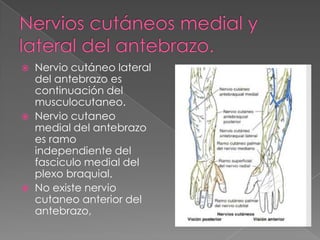 





Nervio cutáneo lateral
del antebrazo es
continuación del
musculocutaneo.
Nervio cutaneo
medial del antebrazo
es ramo
independiente del
fasciculo medial del
plexo braquial.
No existe nervio
cutaneo anterior del
antebrazo,

 