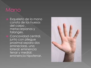 



Esqueleto de la mano
consta de los huesos
del carpo ,
metacarpianos y
falanges.
Concavidad central,
junto con pliegue
proximal separa dos
emineciaas, una
lateral: eminencia
tenar y medial:
eminencia hipotenar.

 