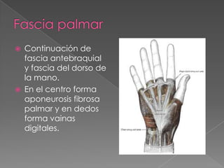 



Continuación de
fascia antebraquial
y fascia del dorso de
la mano.
En el centro forma
aponeurosis fibrosa
palmar y en dedos
forma vainas
digitales.

 