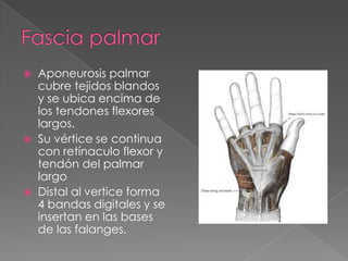 





Aponeurosis palmar
cubre tejidos blandos
y se ubica encima de
los tendones flexores
largos.
Su vértice se continua
con retínaculo flexor y
tendón del palmar
largo
Distal al vertice forma
4 bandas digitales y se
insertan en las bases
de las falanges.

 