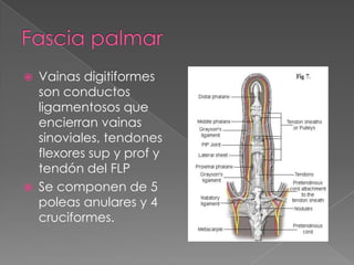 



Vainas digitiformes
son conductos
ligamentosos que
encierran vainas
sinoviales, tendones
flexores sup y prof y
tendón del FLP
Se componen de 5
poleas anulares y 4
cruciformes.

 