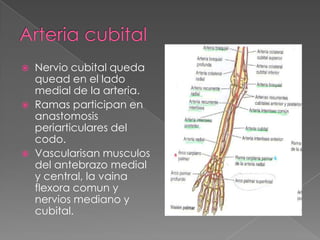 





Nervio cubital queda
quead en el lado
medial de la arteria.
Ramas participan en
anastomosis
periarticulares del
codo.
Vascularisan musculos
del antebrazo medial
y central, la vaina
flexora comun y
nervios mediano y
cubital.

 
