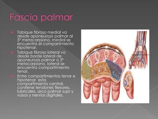Tabique fibroso medial va
desde aponeurosis palmar al
5º metacarpiano, medial se
encuentra el compartimiento
hipotenar.
 Tabique fibroso lateral va
desde borde lateral de
aponeurosis palmar a 3º
metacarpiano, lateral se
encuentra compartimiento
tenar.
 Entre compartimientos tenar e
hipotenar esta
compartimiento central,
contiene tendones flexores,
lubricales, arco palmar supr y
vasos y nervios digitales.


 