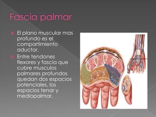 



El plano muscular mas
profundo es el
compartimiento
aductor.
Entre tendones
flexores y fascia que
cubre musculos
palmares profundos
quedan dos espacios
potenciales, los
espacios tenar y
mediopalmar.

 