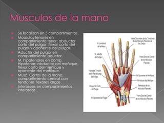 









Se localizan en 5 compartimentos.
Músculos tenares en
compartimiento tenar: abductor
corto del pulgar, flexor corto del
pulgar y oponente del pulgar.
Aductor del pulgar en
compartimiento aductor.
M. hipotenares en comp.
Hipotenar: abductor del meñique,
flexor corto del meñique y
oponente del meñique.
Musc. Cortos de la mano,
compartimiento central con
tendones flexores largos
Interoseos en compartimientos
interoseos .

 