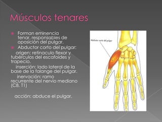 Forman eminencia
tenar, responsables de
oposición del pulgar.
 Abductor corto del pulgar:
origen: retinaculo flexor y
tubérculos del escafoides y
trapecio.
inserción: lado lateral de la
base de la falange del pulgar.
inervación: ramo
recurrente del nervio mediano
(C8, T1)


acción: abduce el pulgar.

 