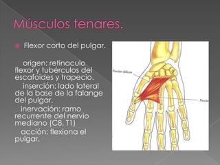 

Flexor corto del pulgar.

origen: retinaculo
flexor y tubérculos del
escafoides y trapecio.
inserción: lado lateral
de la base de la falange
del pulgar.
inervación: ramo
recurrente del nervio
mediano (C8, T1)
acción: flexiona el
pulgar.

 