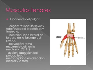

Oponente del pulgar.

origen: retinaculo flexor y
tubérculos del escafoides y
trapecio.
inserción: lado lateral de
la base de la falange del
pulgar.
inervación: ramo
recurrente del nervio
mediano (C8, T1)
accion: oposicion del
pulgar, lleva 1º
metacarpiano en direccion
medial y lo rota.

 