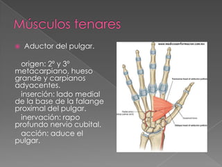 

Aductor del pulgar.

origen: 2º y 3º
metacarpiano, hueso
grande y carpianos
adyacentes.
inserción: lado medial
de la base de la falange
proximal del pulgar.
inervación: rapo
profundo nervio cubital.
acción: aduce el
pulgar.

 