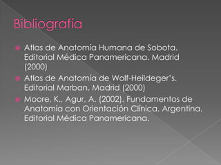 




Atlas de Anatomía Humana de Sobota.
Editorial Médica Panamericana. Madrid
(2000)
Atlas de Anatomía de Wolf-Heildeger’s.
Editorial Marban. Madrid (2000)
Moore, K., Agur, A. (2002). Fundamentos de
Anatomía con Orientación Clínica. Argentina.
Editorial Médica Panamericana.

 