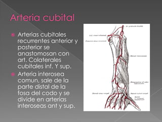



Arterias cubitales
recurrentes anterior y
posterior se
anastomosan con
art. Colaterales
cubitales inf. Y sup.
Arteria interosea
comun, sale de la
parte distal de la
fosa del codo y se
divide en arterias
interoseas ant y sup.

 