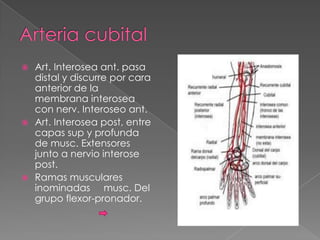 Art. Interosea ant. pasa
distal y discurre por cara
anterior de la
membrana interosea
con nerv. Interoseo ant.
 Art. Interosea post, entre
capas sup y profunda
de musc. Extensores
junto a nervio interose
post.
 Ramas musculares
inominadas musc. Del
grupo flexor-pronador.


 