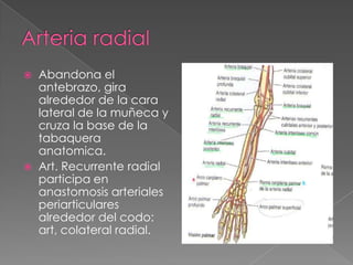 



Abandona el
antebrazo, gira
alrededor de la cara
lateral de la muñeca y
cruza la base de la
tabaquera
anatomica.
Art. Recurrente radial
participa en
anastomosis arteriales
periarticulares
alrededor del codo:
art, colateral radial.

 
