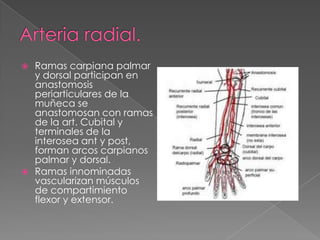 Ramas carpiana palmar
y dorsal participan en
anastomosis
periarticulares de la
muñeca se
anastomosan con ramas
de la art. Cubital y
terminales de la
interosea ant y post,
forman arcos carpianos
palmar y dorsal.
 Ramas innominadas
vascularizan músculos
de compartimiento
flexor y extensor.


 