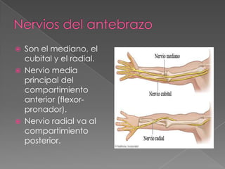 




Son el mediano, el
cubital y el radial.
Nervio media
principal del
compartimiento
anterior (flexorpronador).
Nervio radial va al
compartimiento
posterior.

 